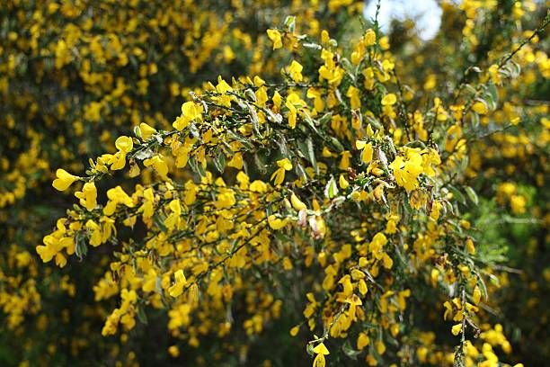 istock Dense Bush Bright Yellow Flowers Sunlight 2254939224