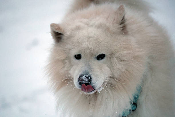 Fluffy Samoyed Dog Licking Nose in Winter Snow