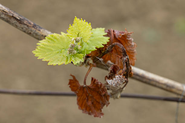 fungal attack on grape leaves