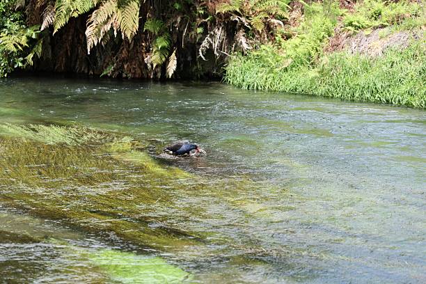 Black Waterbird Feeding Shallow Clear River Ferns