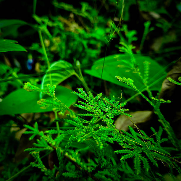 Vibrant green fern leaves growing in a lush tropical forest, captured in soft light with a rich natural background, highlighting fresh foliage and jungle atmosphere.