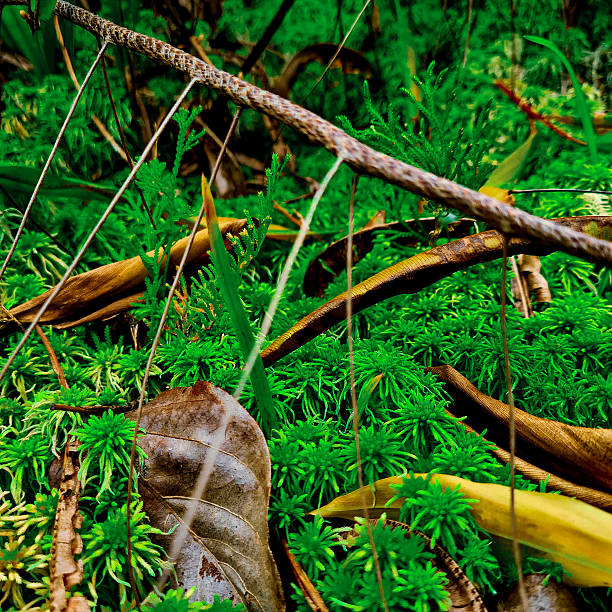 Close-up view of a lush green forest floor covered with vibrant moss, fallen leaves, and intertwined branches, showcasing rich textures and natural patterns in a tropical woodland.