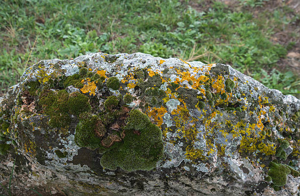 istock Moss and lichen covering a large rock. 2254942012