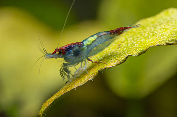 A small, multicolored freshwater shrimp Red Rili Shrimp (Neocaridina davidi) traverses a textured green leaf. Close-up macro highlights delicate legs, long antennae, and intricate patterning