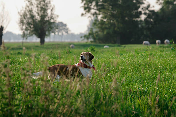 Brown and white dog wearing red neckerchief running in green grass field, pet portrait and outdoor animal activity.