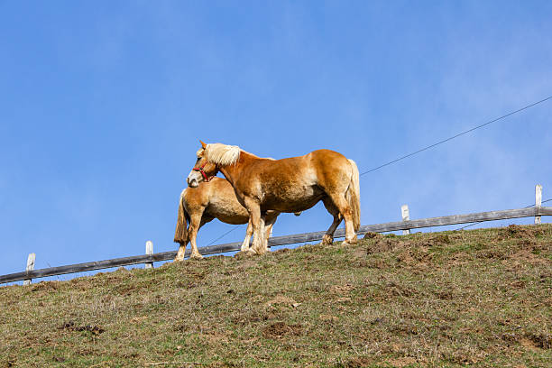 Horse in eco farm