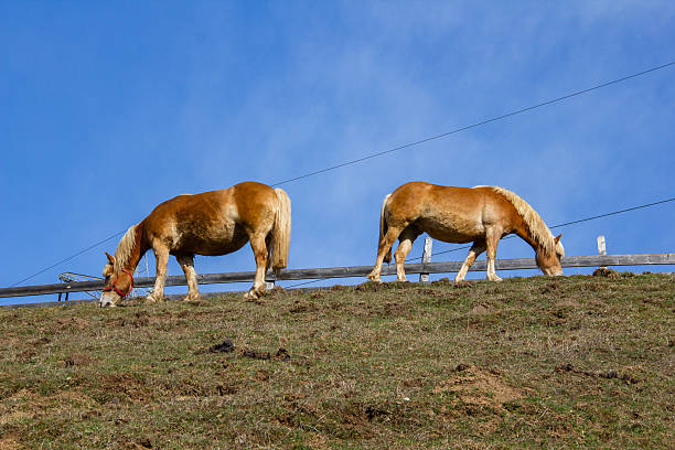 Haflingers are a breed of horse developed in the late 19th century in Austria and northern Italy. They are known for their hardiness, having been developed for use in mountainous terrain