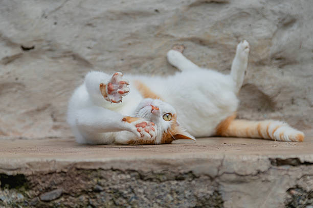 istock Close-up of Ginger and White Cat Paws while being rolling and being playful 2254950143
