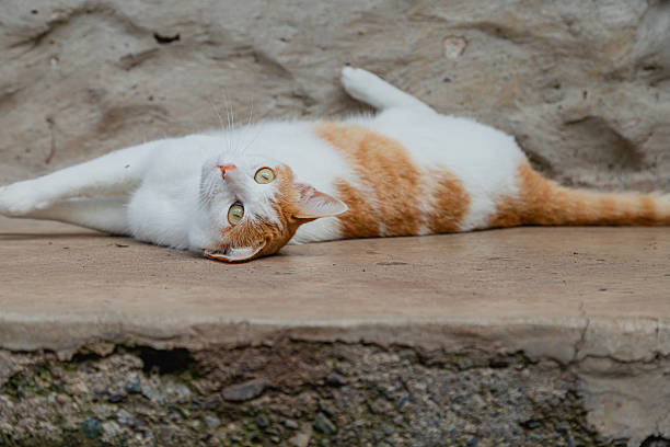 A ginger and white cat lying on its side, looking upwards with open eyes and visible whiskers, with its hind legs resting against a rustic grey stone wall.