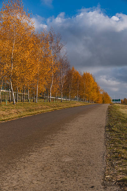 birch trees covered with yellow leaves lining the asphalt road