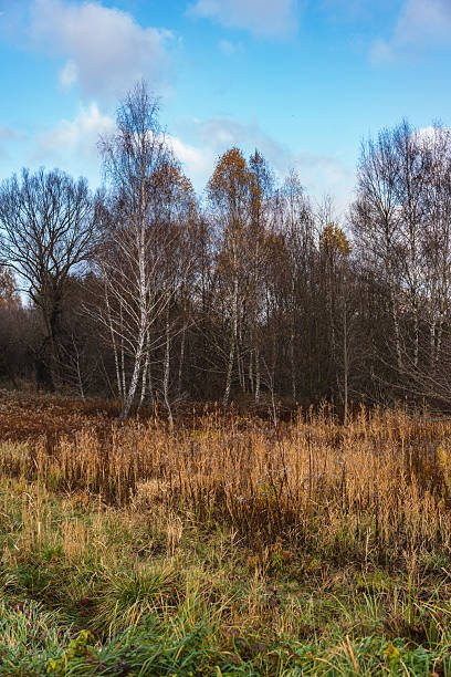 istock landscape with herbaceous plants and trees in autumn 2254951457