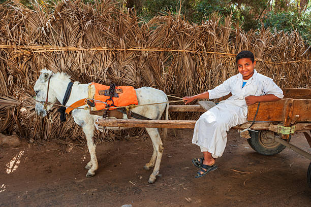 Hill climb of donkey against the backdrop of beautiful naturel Jordan mountains and Dead sea. Donkey profile