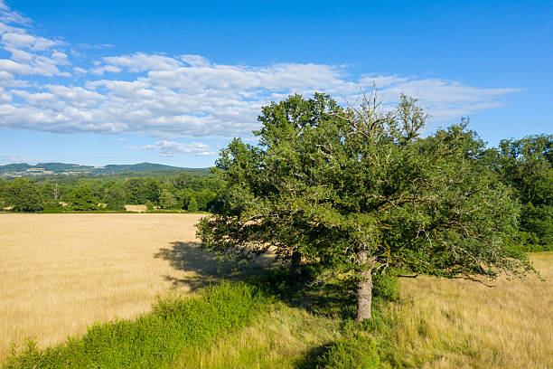 Large oak tree stands in a sunlit yellow meadow in the Morvan countryside, with lush green woodland and distant hills beneath a vibrant blue sky scattered with clouds.