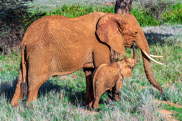 A photo of a mother elephant with her baby.  The baby elephant is reaching into its mother's mouth with its trunk in order to get some food.  Photo taken in the Lewa Conservancy, Kenya