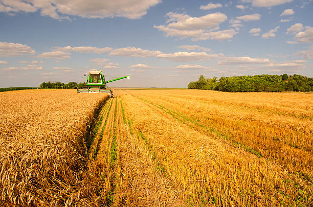 Combine harvester harvesting wheat during summer harvest on a sunny day.
