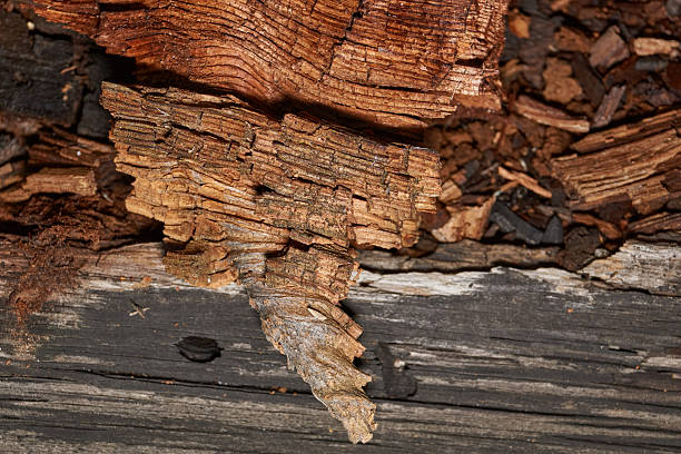 Close-up of an old tree where a branch joins the trunk. The wood fibers are splitting and cracked from age and sunlight. Natural texture with warm brown tones, suitable for design and background use.
