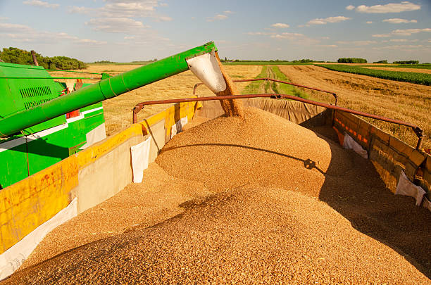 istock Combine harvester harvesting wheat in summer 2254957285