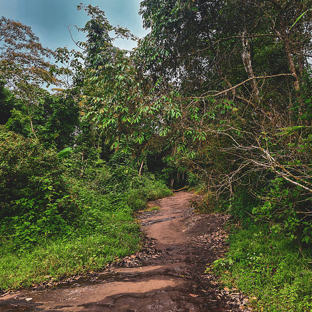 istock Forest Pathway in Lush Green Jungle 2254957950