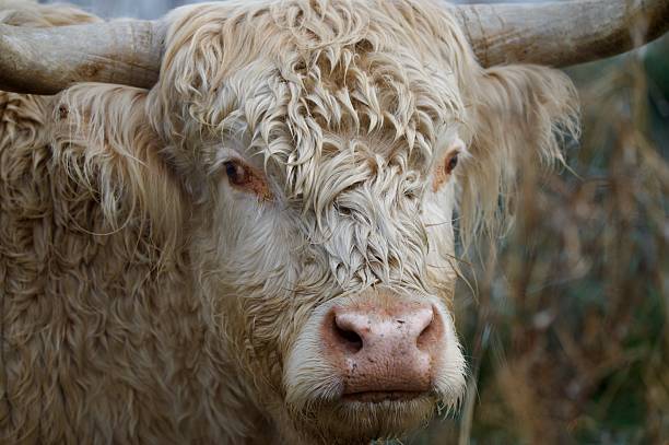 Highland cattle cow portrait head shot
