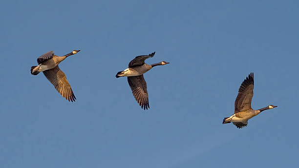 istock Canada Geese migrate to the South before winter comes 2254959373