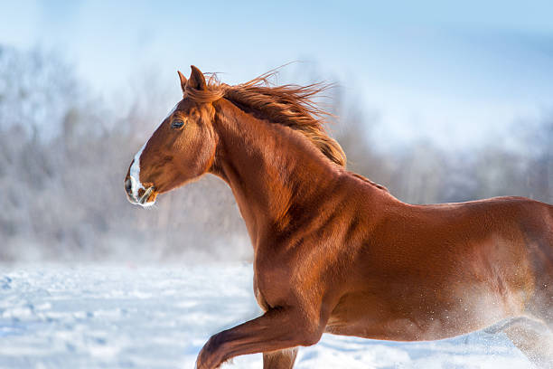 Portrait Of A Brown Mare In Wintry Landscape