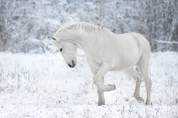 White horse next to a forest in winter, horizontal