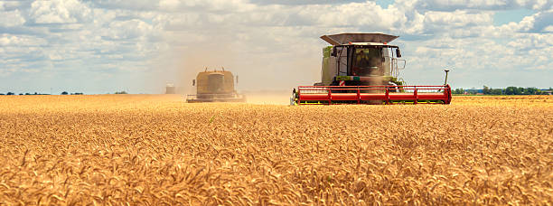 istock Combine harvester harvesting wheat in summer 2254960142