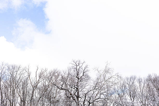 Snow covered tree tops reaching into the winter sky