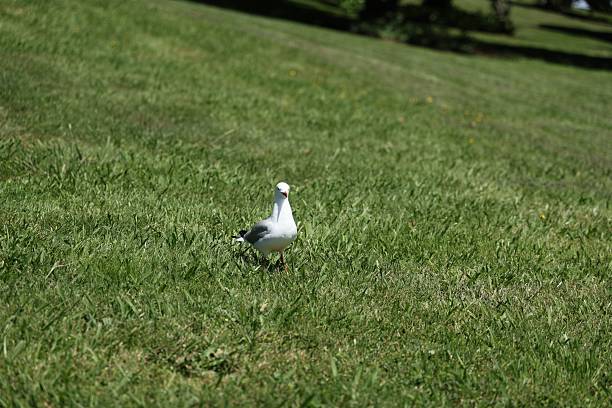 Gull on mossy surface in Ireland