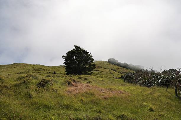istock Solitary Tree Overlooking Misty Rolling Pasture Hillside 2254963418