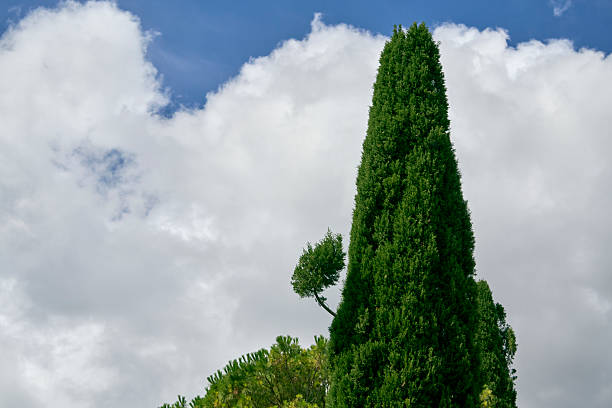 A solitary, tall green Italian cypress tree stands against a dramatic, bright blue sky filled with large, fluffy white cumulus clouds on a sunny day.