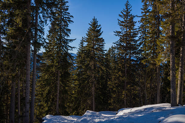 Tall evergreen trees rise above a snowy forest floor, with crisp blue sky and dramatic shadows creating a striking alpine winter atmosphere.