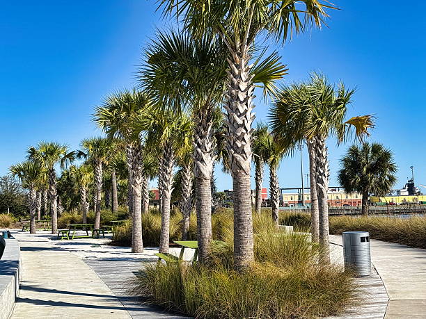 istock Palm-Lined Walkway and Benches at Bruce Beach Park 2254965209