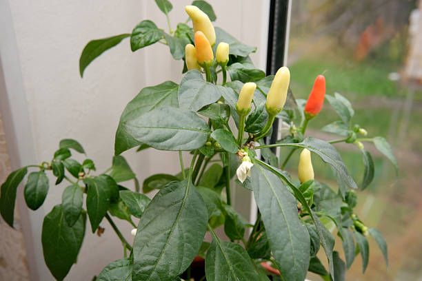 Pepper plant in a greenhouse, closeup shot