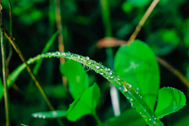 A close view shows raindrops on green grass blades in a natural setting. The sun shines brightly creating a fresh look. Small plants and leaves surround the grass.