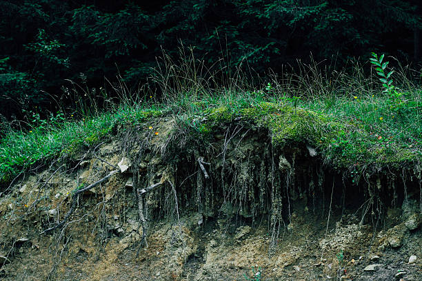 A patch of earth shows grass and roots on a hillside in a forest. The trees stand tall in the background. Sunlight filters through the leaves above creating shadows on the ground.
