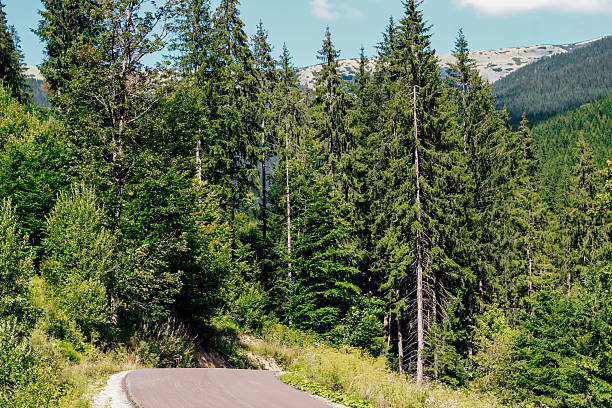 A winding road is seen surrounded by tall green trees in a forested area. Bright sunlight filters through the branches. Mountains are visible in the distance under a clear blue sky.