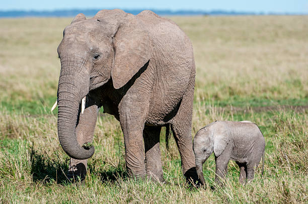 istock Mother African Elephant and Her New Calf 2254966791