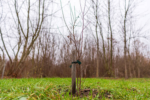 istock A young tree stands in a grassy field with a wooden stake for support. Bare trees are visible in the background on a cloudy day 2254966798