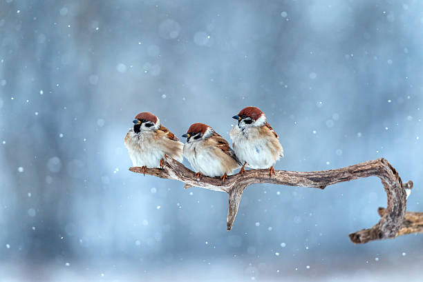 istock Three cute plump sparrows sit in a winter snowy garden on a dry tree branch 2254967105