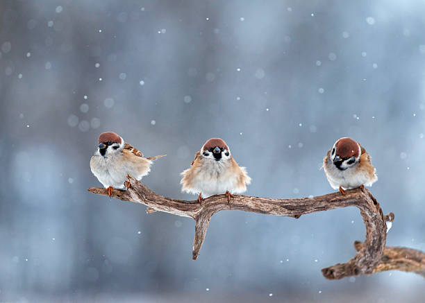 istock Three cute plump sparrows sit in a winter snowy garden on a dry tree branch 2254967416
