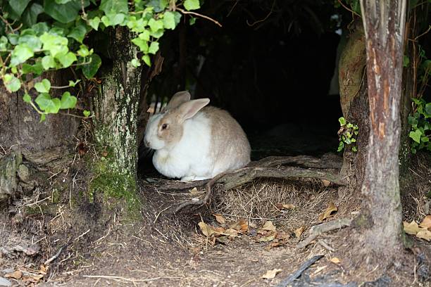 istock Rabbit Resting Under Tree Roots Woodland Burrow 2254967513