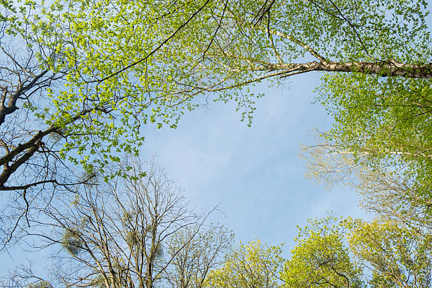 istock Blue sky with white clouds in a frame of spring tree crowns. View from the bottom of the treetops. Copy space. 2254967649