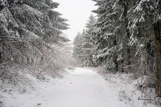 A tranquil winter scene of a snow-covered forest path flanked by tall evergreen trees. Soft light and falling snow evoke calm, isolation, and the beauty of nature in winter.