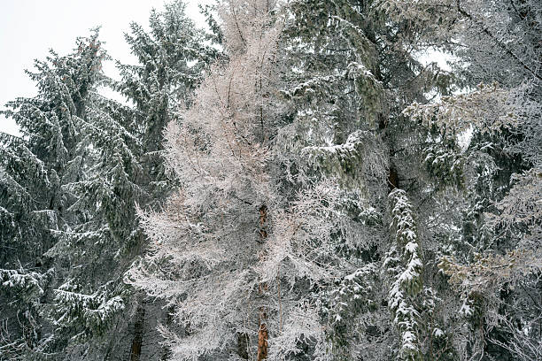 Snow-laden evergreen trees create a serene, tranquil winter forest scene filled with quiet beauty and frosted branches. A calm, natural landscape evokes stillness and wonder in cold, wintry light.