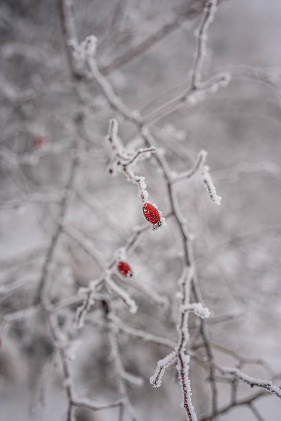 istock Frosted Branches With Red Berries Glazed By Winter Snow in a Quiet Forest Scene 2254969330