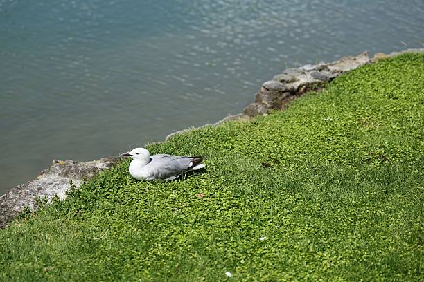 Calm bird relaxes near lakeside edge gull avian feather plumage beak eye