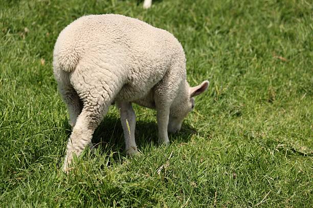 Soft animal bends low enjoying fresh