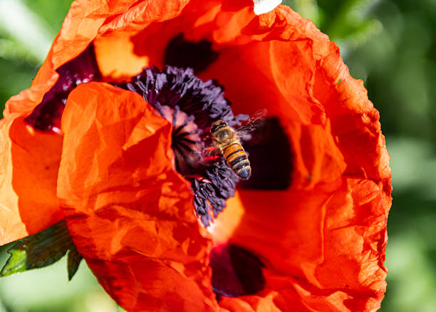 A bee in flight approaches a vibrant red poppy in full bloom. This macro shot captures the dynamic natural interaction within the ecosystem, showcasing the detailed beauty of the flower and the insect.