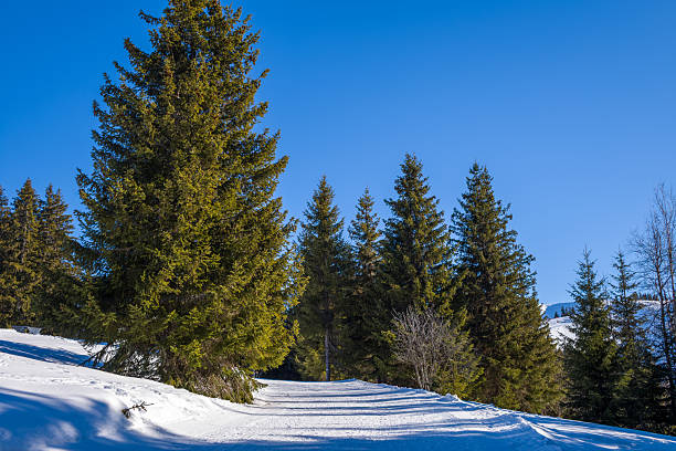 Cluster of evergreen fir trees stands on a sunlit snow-covered hillside beneath a vivid blue sky, creating crisp shadows on the winter landscape near Megeve in the French Alps.